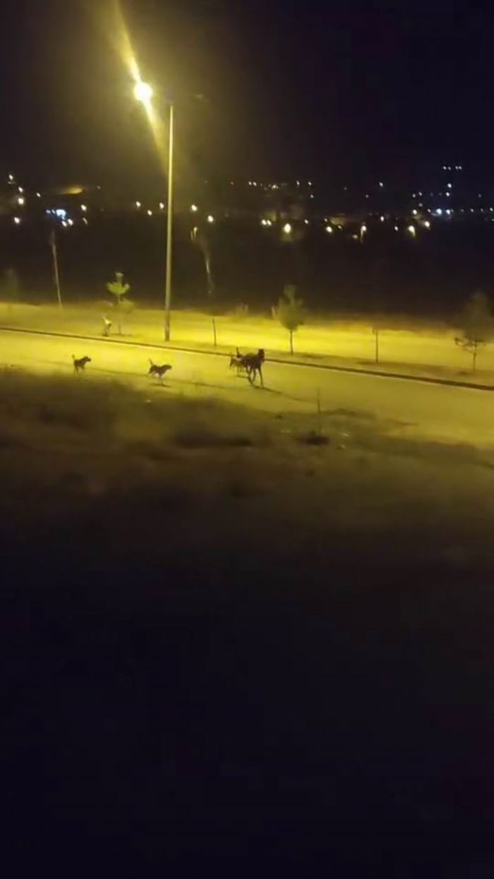 Sokak kpekleri sahipsiz ata saldrd