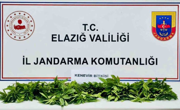 Elazda 158 kk kenevir ele geirildi