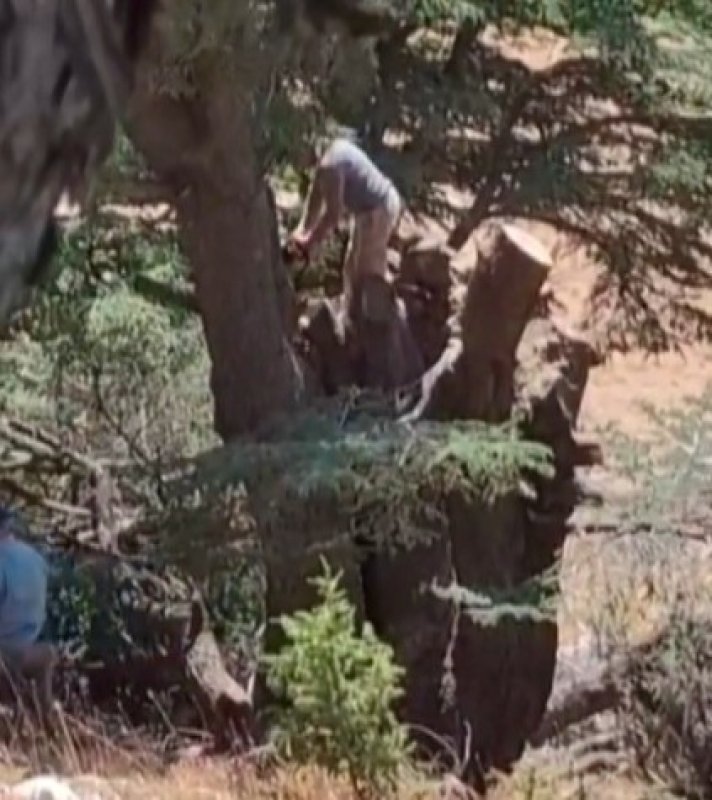 Kahramanmaraş’ta Ormanlık Alanda Ağaç Kesimi Yapan 2 Kişi Yakalandı
