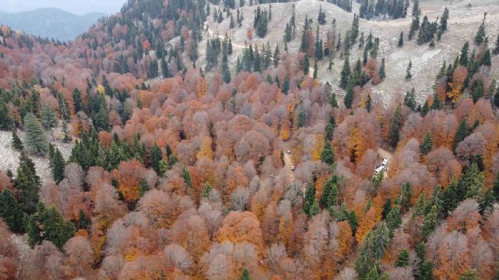 Adana’da kayın ormanı sonbaharda görsel şölen oluşturdu