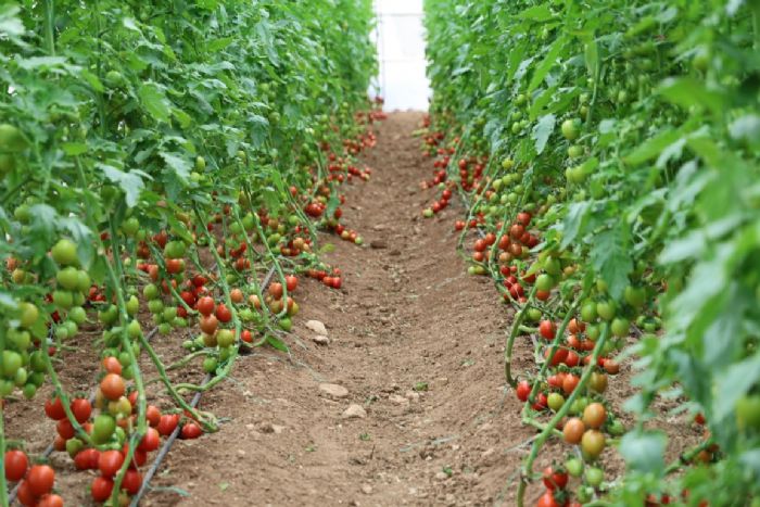 Adana’da mahallede 400 metrekareyle başlayan seracılık 30 dönüme ulaştı