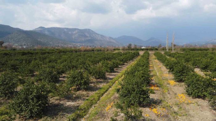Adana’da para etmeyen narenciye bahçede kaldı