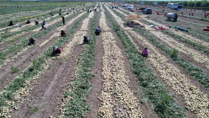 Adana’da turfanda soğan hasadı başladı