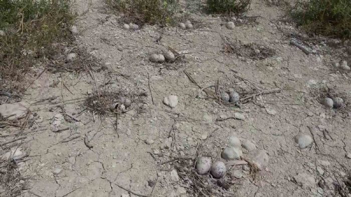 Adıyaman’daki Martı Adası’nda kuluçka dönemi yaşanıyor