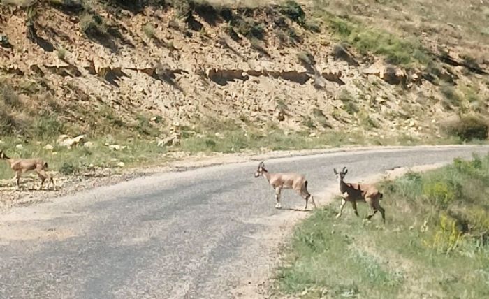 Dağ keçilerini görüntüledi,