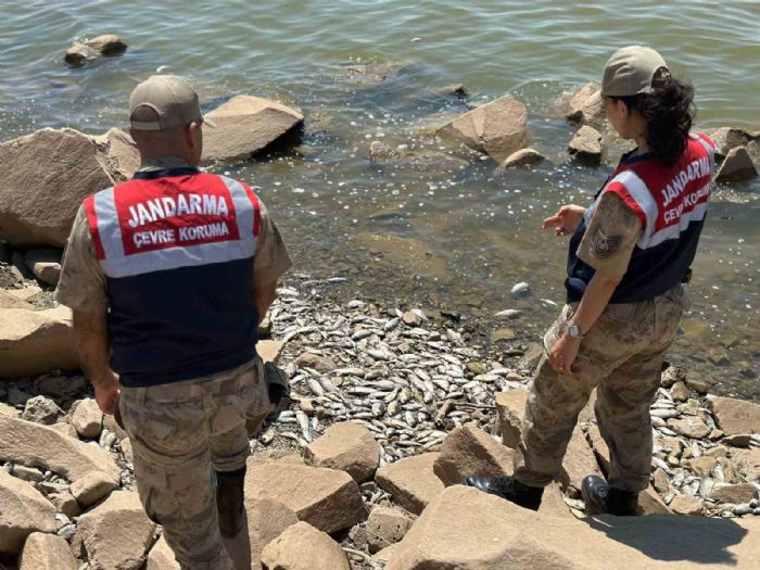Diyarbakır’da baraj kıyısında çok sayıda ölü ‘Asya Sazanı’ bulundu