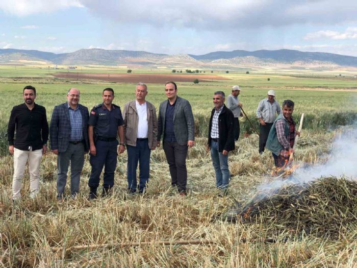 Gaziantep’te geleneksel yöntemlerle yapılan firik hasadı başladı
