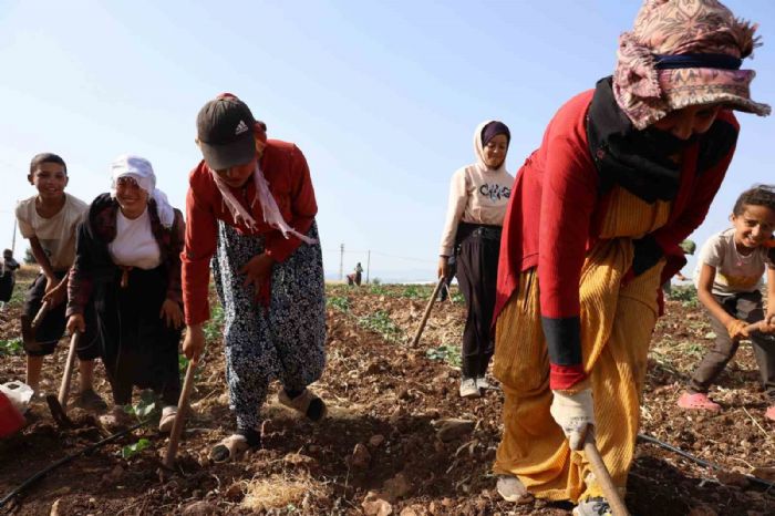 Kahramanmaraş’ta hasadın tamamlandığı tarım arazileri ikinci ürünle buluşturuluyor