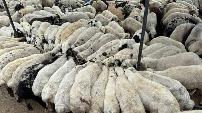 Karnı şiş kurbanlıklara dikkat: Yeme karıştırılan tuz ve sumak koyunları şişkin gösteriyor