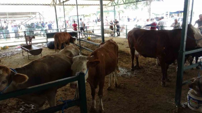 Malatya’da büyükbaş kurbanlık fiyatları açıklandı