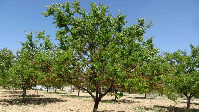 MTB Başkanı Özcan: "Zirai don desteği yakında üreticiye ulaştırılacak"