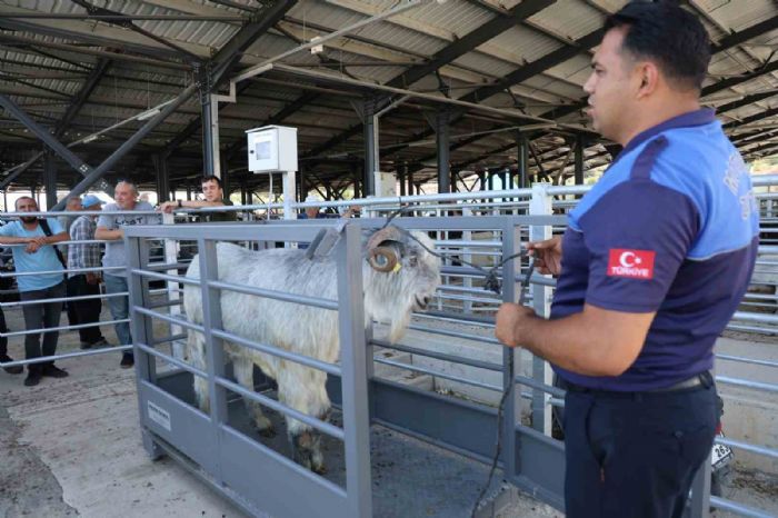 Pazarın en ağırı 153 kiloluk teke dikkat çekti