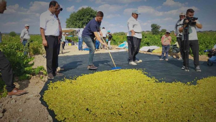 Peygamber üzümünün kurutulma yolculuğu başladı