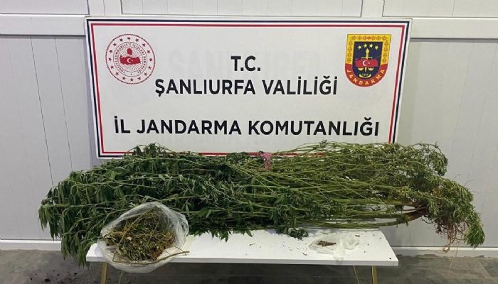 Şanlıurfa’da uyuşturucu operasyonu: 12 gözaltı