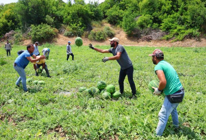 Tescilli Adana karpuzunda hasat başladı: Kilogramı 20-24 lira