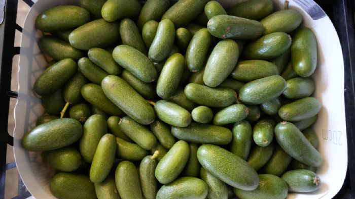 Türk avokadosu Rusya pazarında kilogramı 5 dolardan yok satıyor