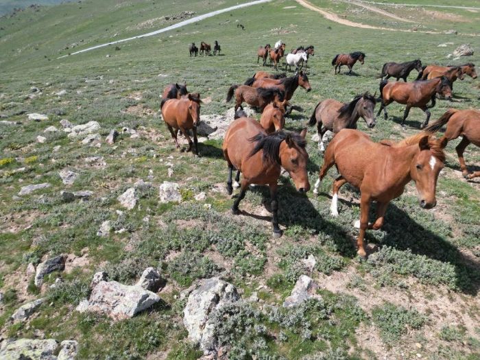 Yayladan aşağı inen yılkı atları dron ile görüntülendi